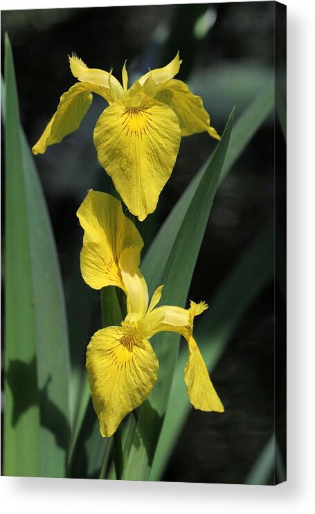 Yellow Iris Acrylic Print featuring the photograph Yellow Irises by Doris Potter
