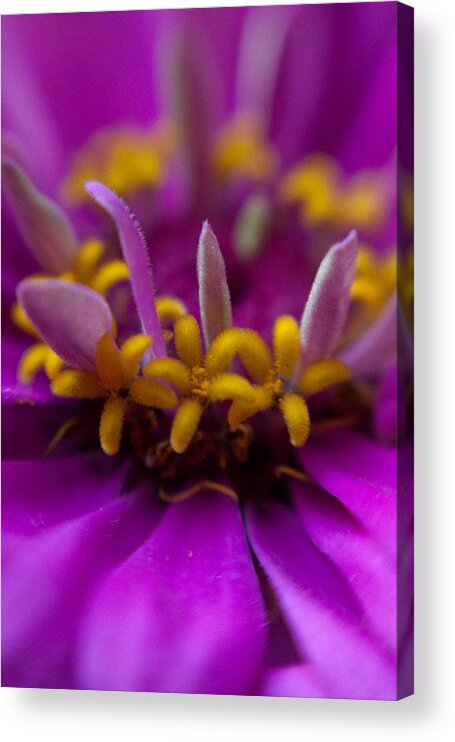 Flower Acrylic Print featuring the photograph Yellow Stars by Natalie Rotman Cote
