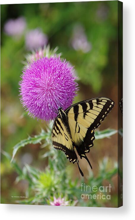 Butterfly Acrylic Print featuring the photograph Yellow swallowtail and the Thistle by Tannis Baldwin
