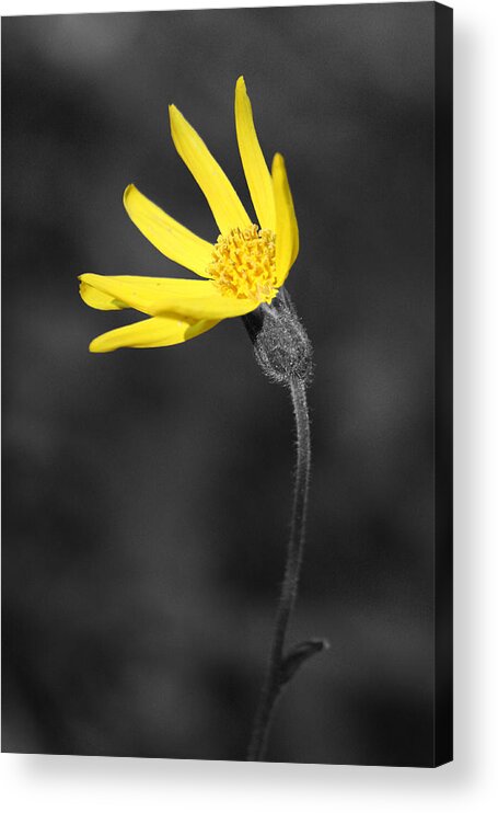 Wildflower Acrylic Print featuring the photograph Yellow Wildflower by Shane Bechler