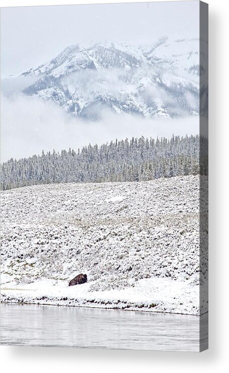 Buffalo Acrylic Print featuring the photograph Yellowstone Spring Snowstorm by Natural Focal Point Photography