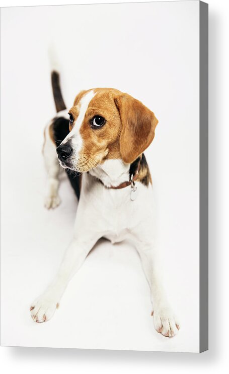 Belgium Acrylic Print featuring the photograph Young Beagle In The Studio by Kevin Vandenberghe