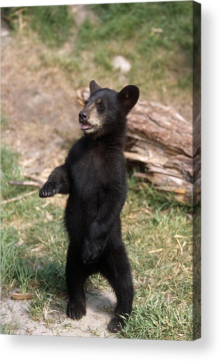 Small Acrylic Print featuring the photograph Young Black Bear Cub Standing Upright by Doug Lindstrand