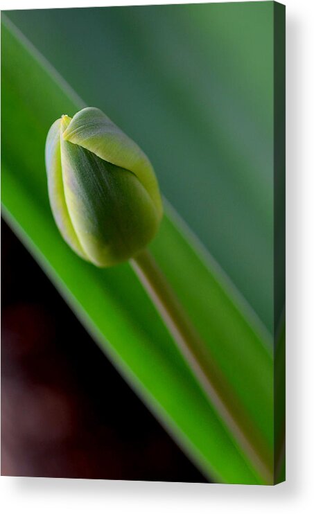 Tulip Acrylic Print featuring the photograph Young Tulip by Lisa Phillips