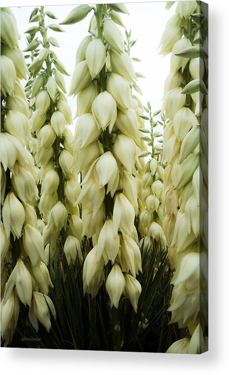 Yucca Acrylic Print featuring the photograph Yucca Forest by Steven Milner