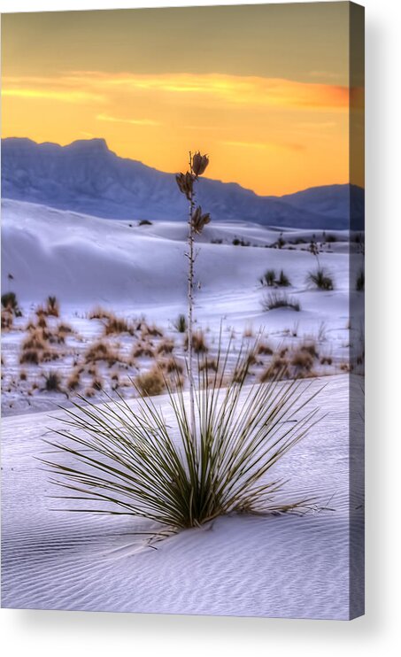 Colorado Acrylic Print featuring the photograph Yucca on White Sand by Kristal Kraft