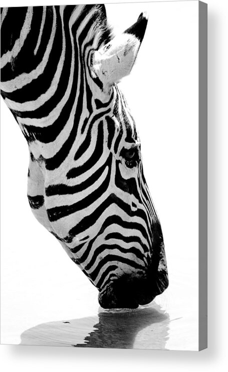 Zebra Acrylic Print featuring the photograph Zebra by Elizabeth Budd