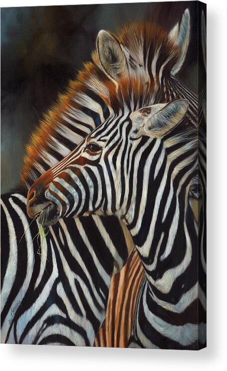 Zebra Acrylic Print featuring the painting Zebras by David Stribbling