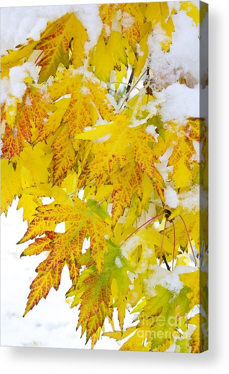 Snow Acrylic Print featuring the photograph Autumn Snow Portrait by James BO Insogna
