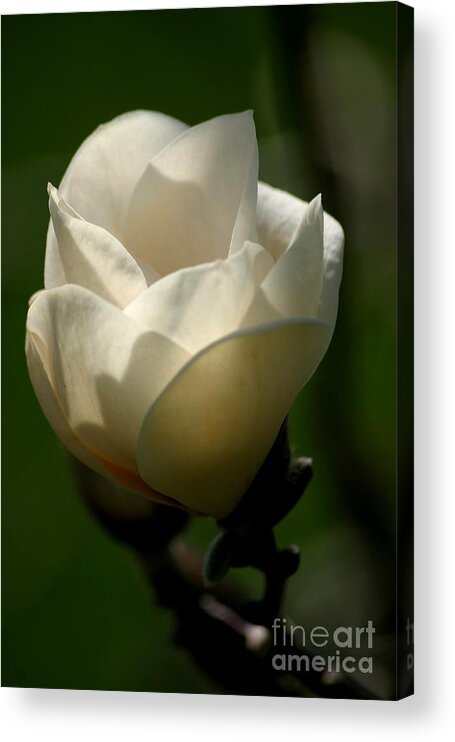 Floral Acrylic Print featuring the photograph A New Day #1 by Living Color Photography Lorraine Lynch
