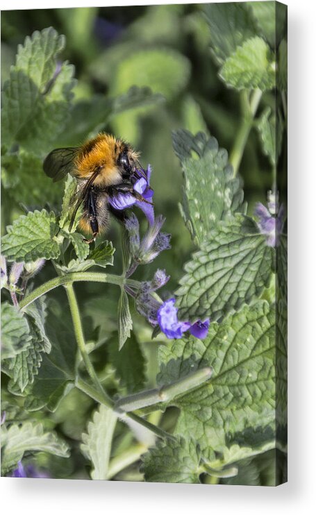 Bee Acrylic Print featuring the photograph Bee #1 by David Gleeson