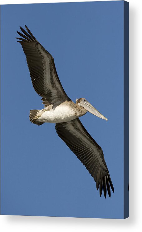 00429753 Acrylic Print featuring the photograph Brown Pelican Juvenile Flying Santa #1 by Sebastian Kennerknecht