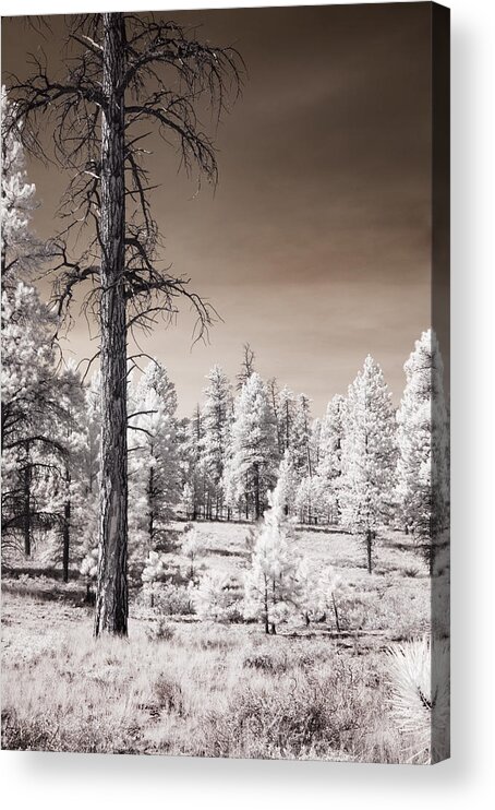 Landscapes Acrylic Print featuring the photograph Bryce Canyon Infrared Trees #1 by Mike Irwin