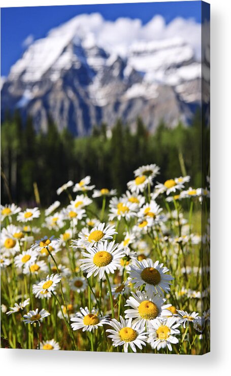 Daisies Acrylic Print featuring the photograph Daisies at Mount Robson provincial park by Elena Elisseeva