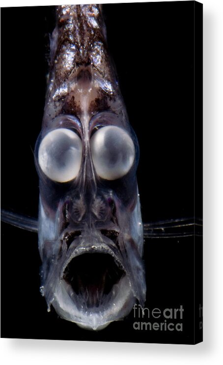 Mesopelagic Acrylic Print featuring the photograph Deep Sea Hatchetfish #1 by Dante Fenolio