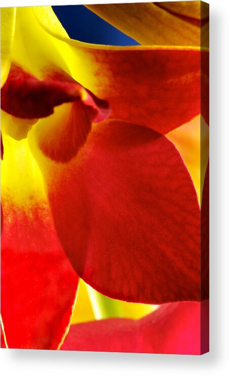 Dendrobium Acrylic Print featuring the photograph Dendribium malone or Hope orchid Flower #1 by Perla Copernik