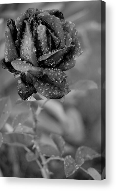Rose Acrylic Print featuring the photograph Dewy Black and White Rose 2 by Amy Fose