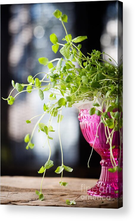 Aroma Acrylic Print featuring the photograph Fresh mint #1 by Kati Finell