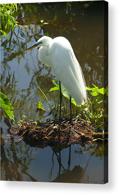Great White Egret Acrylic Print featuring the photograph Hiding Place #1 by Carolyn Marshall