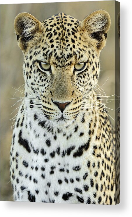 Fn Acrylic Print featuring the photograph Leopard Panthera Pardus Female #1 by Martin Van Lokven