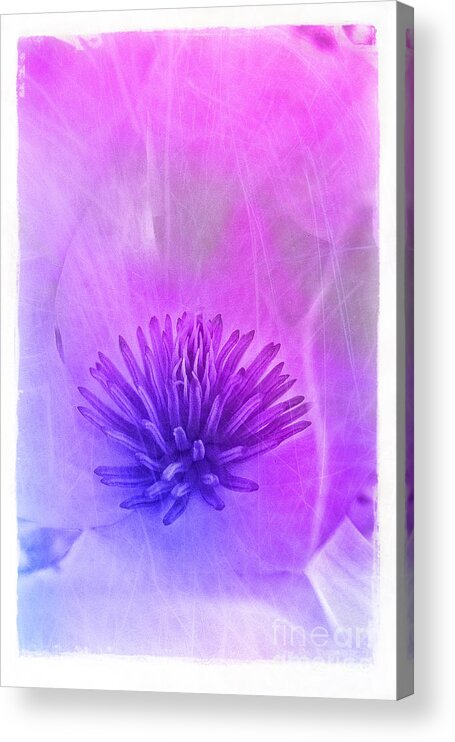 Pink Acrylic Print featuring the photograph Magnolia #1 by Judi Bagwell