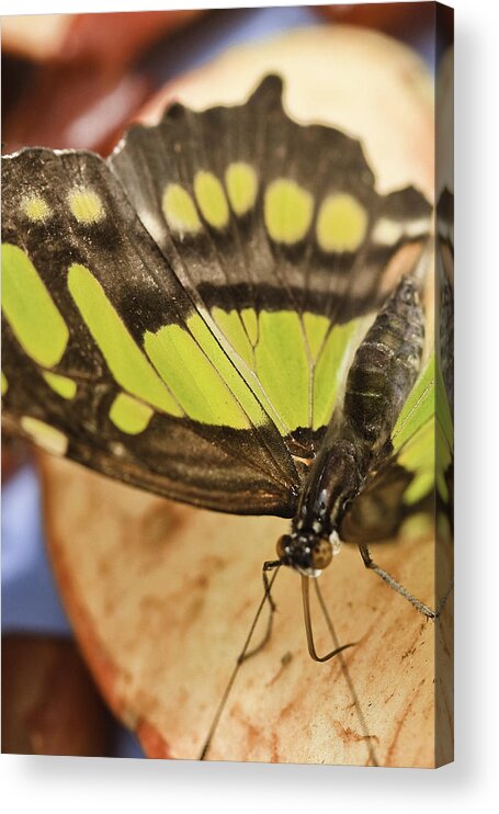 Malachite Acrylic Print featuring the photograph Malachite Butterfly #1 by Perla Copernik