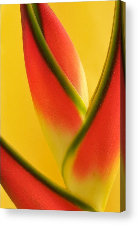 Flowers Acrylic Print featuring the photograph Photograph of a Lobster Claws Heliconia #2 by Perla Copernik