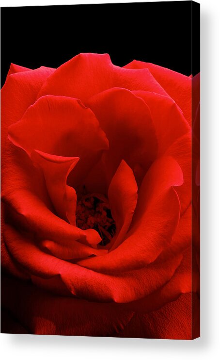 Perla Copernik Acrylic Print featuring the photograph Photograph of a Red Rose #2 by Perla Copernik