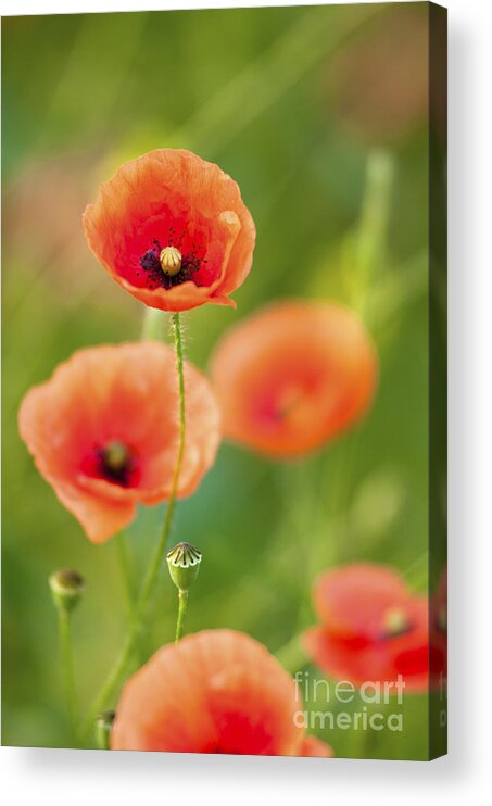 Art Acrylic Print featuring the photograph Poppies #1 by Andrew Michael