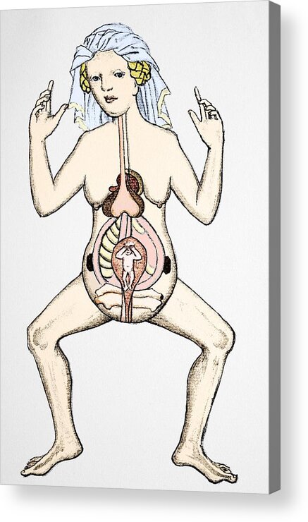 Gravida Acrylic Print featuring the photograph Pregnancy Anatomy, 15th Century Artwork #1 by Sheila Terry
