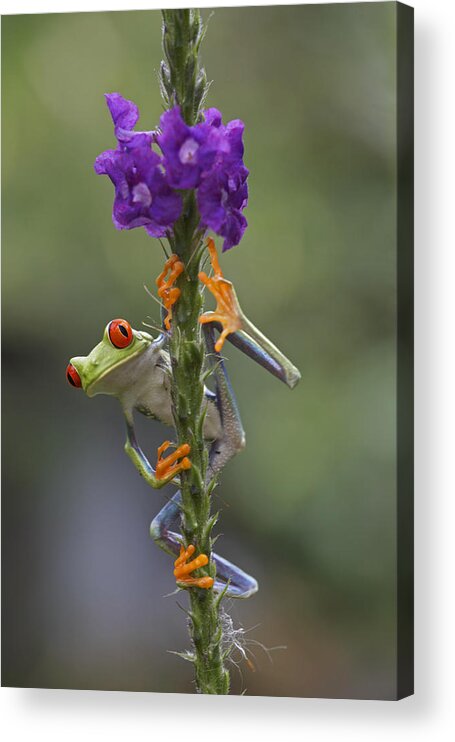 00176420 Acrylic Print featuring the photograph Red Eyed Tree Frog Climbing On Flower #1 by Tim Fitzharris