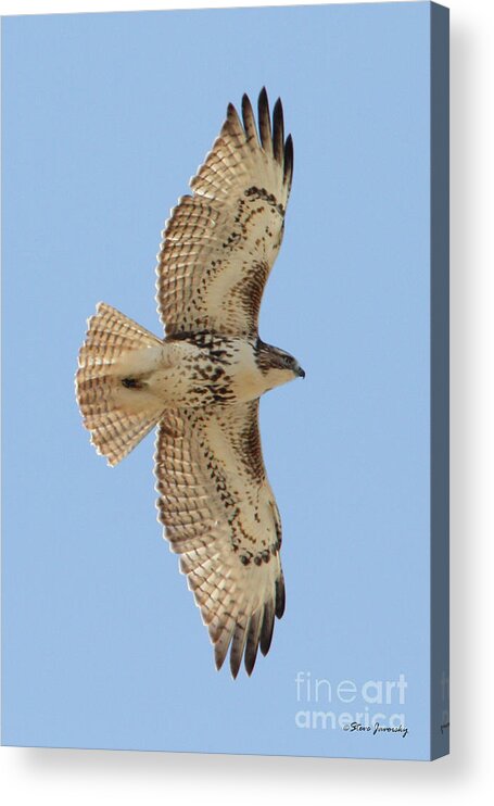 Red Tail Hawk Acrylic Print featuring the photograph Red Tail Hawk #1 by Steve Javorsky