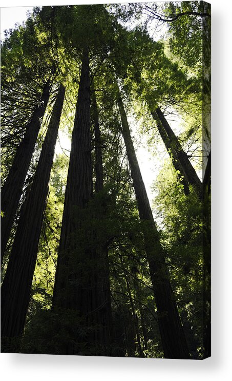 California Red Woods Acrylic Print featuring the photograph Red Woods #1 by Paul Plaine