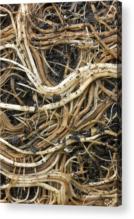 Buddleja Globosa Acrylic Print featuring the photograph Roots Of A Pot-bound Buddleja Plant #1 by Dr Jeremy Burgess