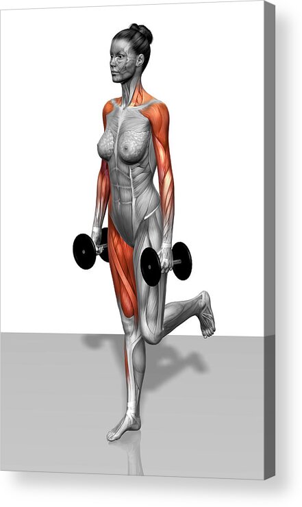 Vertical Acrylic Print featuring the photograph Single Leg Dead Lift (part 2 Of 2) #1 by MedicalRF.com