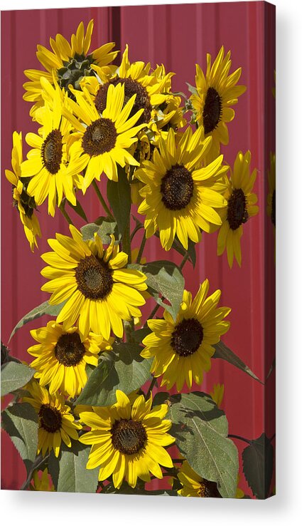 Sunflowers Acrylic Print featuring the photograph So many sunflowers #1 by Elvira Butler