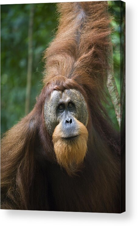 00443951 Acrylic Print featuring the photograph Sumatran Orangutan Male Gunung Leuser #1 by Suzi Eszterhas