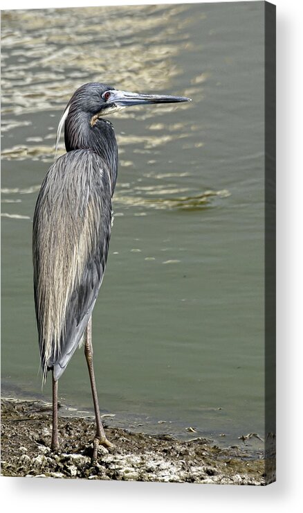 Tri Colored Heron Acrylic Print featuring the photograph Tri colored Heron #1 by Betty Depee