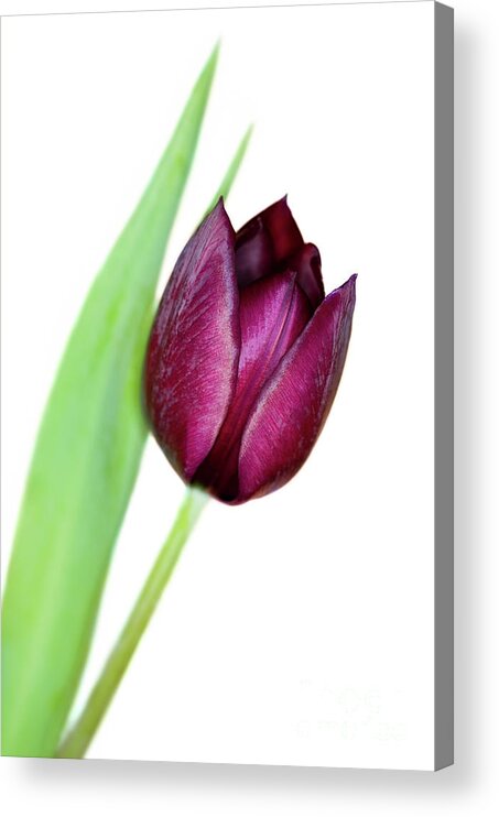 Tulipa Sp. Acrylic Print featuring the photograph Tulip Flower (tulipa Sp.) #1 by Lawrence Lawry