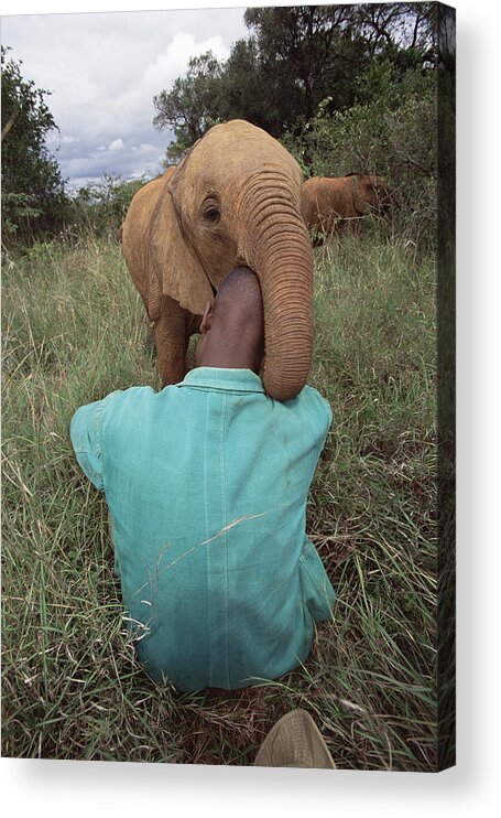 Mp Acrylic Print featuring the photograph African Elephant Loxodonta Africana #10 by Gerry Ellis