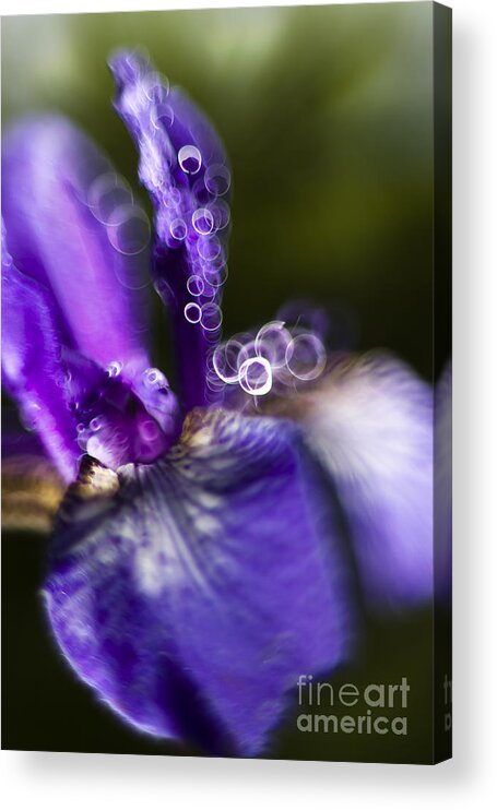 June Acrylic Print featuring the photograph Blue iris #2 by Ang El