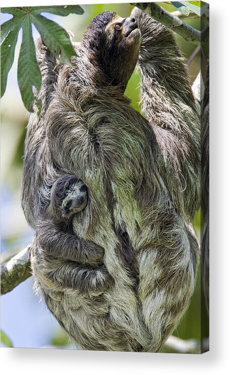 Mp Acrylic Print featuring the photograph Brown-throated Three-toed Sloth #2 by Suzi Eszterhas