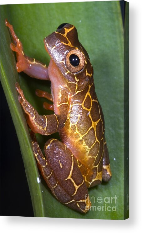 Frog Acrylic Print featuring the photograph Clown Tree Frog #2 by Dante Fenolio