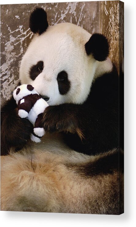 Mp Acrylic Print featuring the photograph Giant Panda Ailuropoda Melanoleuca #2 by Katherine Feng