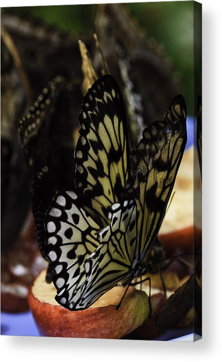 Paper Kite Butterflies Acrylic Print featuring the photograph Paper Kite Butterfly #2 by Perla Copernik