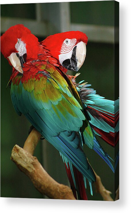 Hovind Acrylic Print featuring the photograph 2 Red Macaws by Scott Hovind