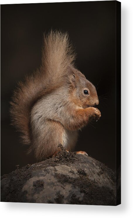 Red Squirrel Acrylic Print featuring the photograph Red Squirrel #2 by Andy Astbury