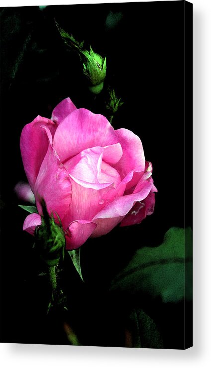 Rose Acrylic Print featuring the photograph Regal Rose by Karen Harrison Brown