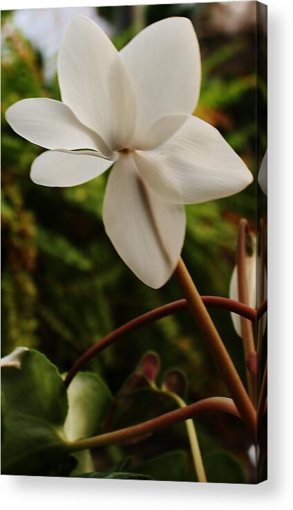 Flora Acrylic Print featuring the photograph Standing Tall #2 by Bruce Bley