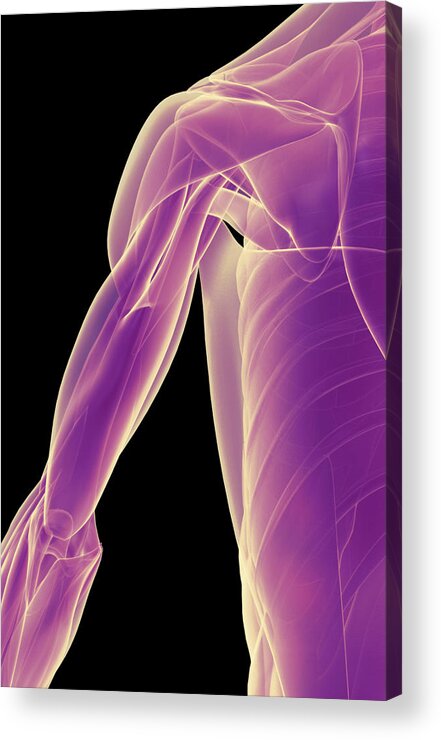 Vertical Acrylic Print featuring the digital art The Muscles Of The Shoulder #2 by MedicalRF.com